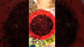 Ants Eating red jello🐜🐜🐜#ants #shorts #viral