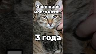 Эволюция моего кота...😳 #ДоКонца #ЖИЗА #Котик #Рекомендации #АКТИВ #shorts