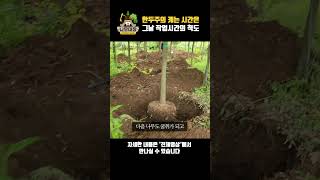 한두주의 캐는 시간은 그날 작업시간의 척도 | 나무대장🌳 나무농사의 모든것