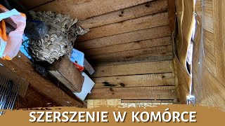 Szerszenie w komórce - usuwanie gniazda - likwidacja gniazda - gniazdo szerszeni