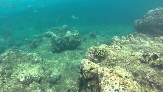 Kauai snorkeling, Haena Beach park,  fish and a sea turtle