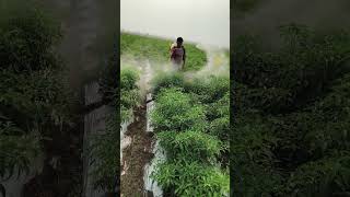 APACHE + OSCAR PESTICIDE in RED CHILLI #shortsviral #agriculture #happyfarming #shorts #honda