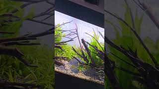 PEACEFUL AQUARIUM JUWEL RIO #aquascaping #fishtank #plantedtanks #pets #fish #aquariumhobby #shorts