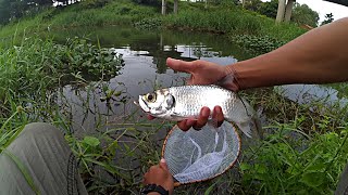 IKAN BULAN DENGAN TENKARA - TARPON FISHING WITH TENKARA - Urban Tenkara Fly Fishing #Tenkara