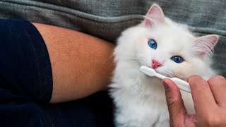 How to Brush Your Cat's Teeth for the First Time (5 Step Tutorial) | The Cat Butler