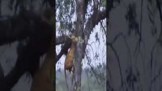 The lion stole a leopard from the tree and the end Part 1 #lion #leopard #animals #wildlife