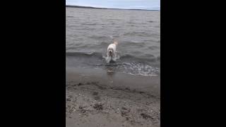 Refreshing December dip in #LakeTemiskaming #Henry