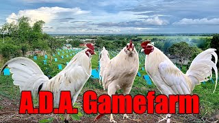 Lets Visit The Of  A.D.A. GAMEFARM