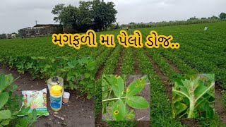 મગફળી મા ગેરુ, ટીકા  રોગ નો કંન્ટ્રોલ || Basf prixor, tata tafgor full information...