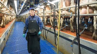 Milking Robots out, Swing over milking parlour in for dutch dairy farmer!