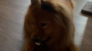 Chowchow likes to try and tease the other pets with a chewbone