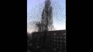 The best starlings. Birds in large flock. Amazing video from UK