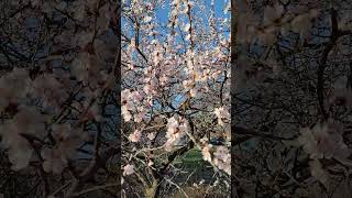 Apricot Blossoms - Short