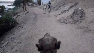 Βόλτα με καμήλα στην Αίγυπτο. Riding a camel in Egypt.