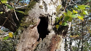 Cavité à terreau de tronc - Mulmhöhle ohne Bodenkontakt - Trunk rot-hole