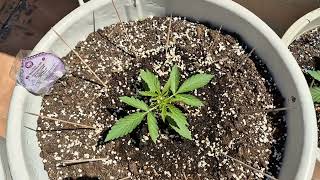 30 дней White Widow XXL Auto 00 от Мария Любит Хуана #afghanmass #00 #plant #weed #30days #cannabis