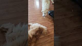 네 마리의 강지들 아침 Chow Chow and two dog