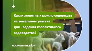 Каких животных можно содержать на земельном участке для ведения коллективного садоводства?