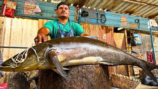 40KG BIG COBIA KADAVARA FISH CUTTING VIDEO CUTTING FOCUS