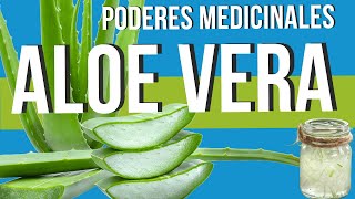 🌿 Conoce las PROPIEDADES MEDICINALES del ALOE VERA o SÁBILA 💚 ¡Una Planta ASOMBROSA!