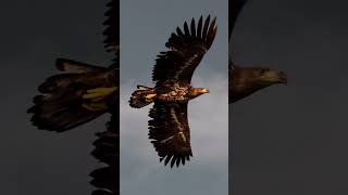 Photographing Sea Eagles at the Lofoten Islands #shorts