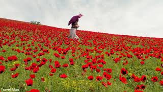 poppy fields/ყაყაჩოები