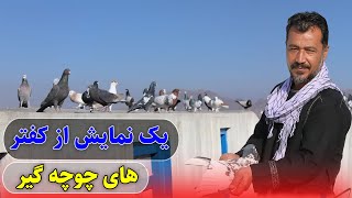 یک نمایش از کفتر های چوچه گیر تقدیم شوقی های عزیز /0117Afghan Shawqi