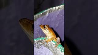 Frog : Unraveling the Secrets of Nocturnal Serenaders #shorts #shortvideo #animals #frog