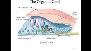 Bio4_Module10_Ch17_Senses part 5