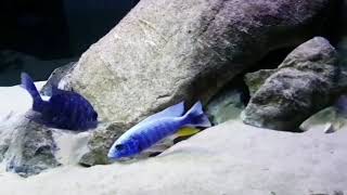 "Айсберг рэд фин"  Sciaenochromis fryeri Iceberg red fin