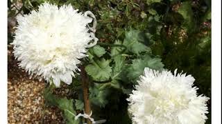 Мак пионовидный Белое Облако (papaver paeoniflorum White Cloud)