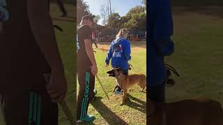 Belgian malinois Attack training