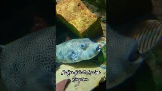 Puffer fish @ Marine Kingdom |#shorts