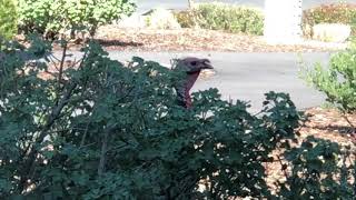 Billy Candelaria Surrounded by Wild Turkeys