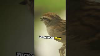 Learn more about House Sparrows #chirpycalls #social #