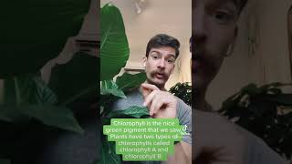 Plantlets: Chlorophyll Facts