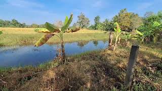 Drama...Our rice crop has fallen down