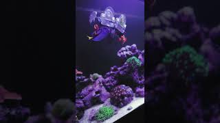 Feeding Dory Nori | Timelapse Reef Fish Distroying Seaweed #reeftank #aquarium #saltwateraquarium