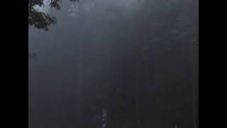 3 Minutes of Ambient Nature Sounds- Foggy Morning In Forest  #ambientnatureatmosphere #relaxation