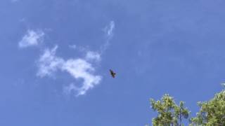 Red-tailed Hawk Protecting Nest