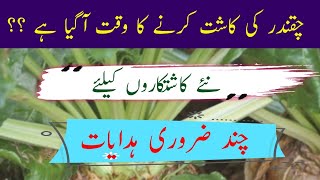 Chankdar farming in Punjab Pakistan 2024