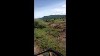 Elephants of lake manyara 2