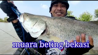 muara beting ada cintanya dari barramundi...!!! feat SAM petualang