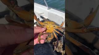 Green crabs coming