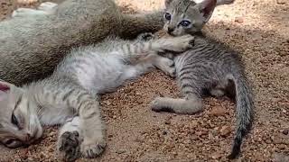 Kittens fighting - mother cat punishes her kittens