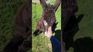 #cute #donkey  #camino #caminodesantiago #caminoprimitivo #animals #spain #shorts