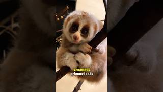 Slow Loris: The Dark Side of the Internet's Cutest