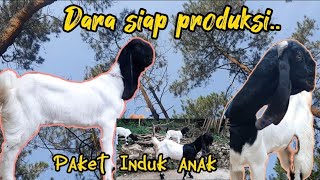 Kambing Kaligesing paket induk anak dan dara dara siap Produksi jenis P.Ettawa