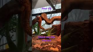 Leopard gecko climbing #drake #yeat #leopardgeckos #lizard #bioactivevivarium #reptilehabitat