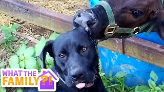 Funny Farm Animals | These Farm Pets Know How To Get The Job Done!